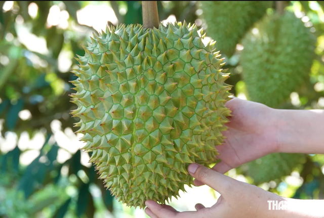 Rút ngắn thời gian cấp mã số vùng trồng sầu riêng còn 3 ngày - Ảnh 1