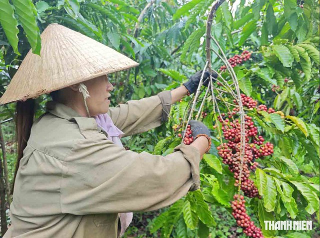 Nông sản xanh VN bắt đầu thu giá trị 'vàng' - Ảnh 1