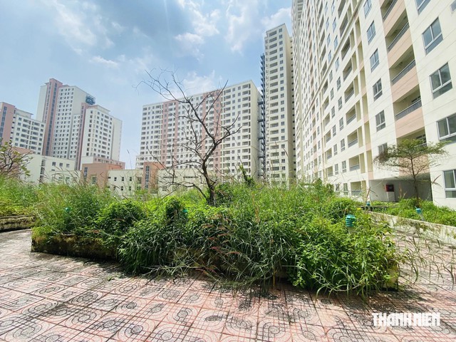 ‘Hồi sinh’ nhà tái định cư bỏ hoang - Ảnh 1