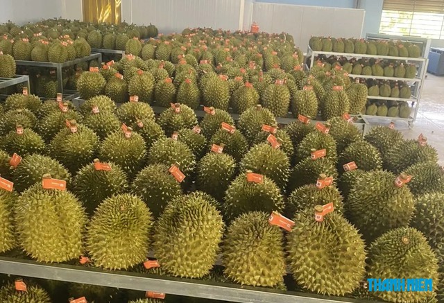 Hải quan khẩn cấp chỉ đạo thông quan sầu riêng trong ngày - Ảnh 1