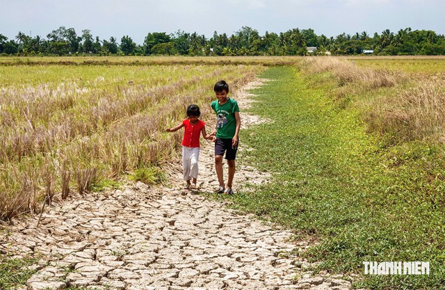 Bảo vệ vựa lúa miền Tây trước 'siêu El Nino' thế nào? - Ảnh 1