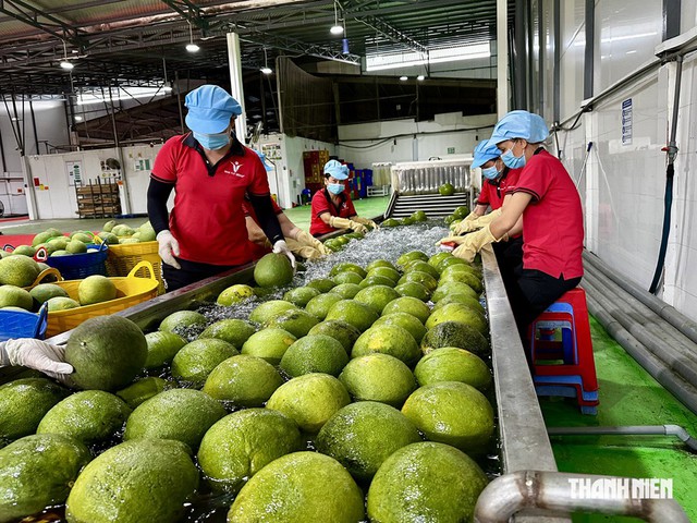EU siết quản lý, nông sản Việt Nam ứng phó thế nào?