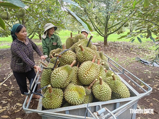 Trung Quốc tăng nhập, vì sao sầu riêng vẫn rớt giá?