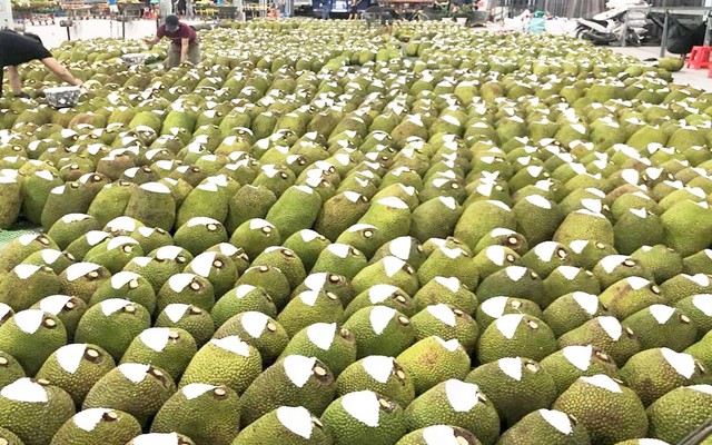 Việt Nam có loại quả 'cứu tinh của thế giới' khiến Trung Quốc phải thừa nhận ngon hơn 'của nhà trồng', cực giàu protein, diện tích trồng hơn 80.000 ha
