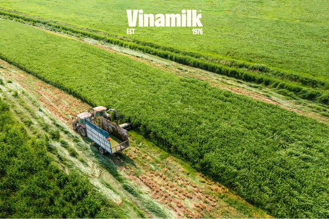 Nuôi bò sữa ở xứ nóng: Từ nan đề không tưởng đến bài toán tự chủ của một quốc gia