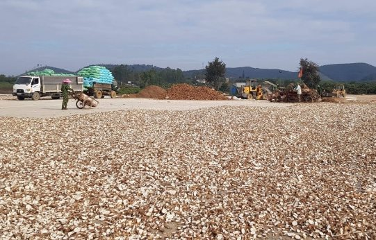Việt Nam có 'vựa lúa dưới lòng đất' được Hàn Quốc đổ tiền thu mua hàng nghìn tấn, nước ta có sản lượng 10 triệu tấn/năm