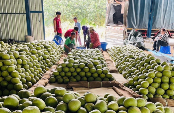 Trung Quốc đón tin vui với loại quả Việt Nam cũng đang trồng rất nhiều: Châu Âu, Nga cực ưa chuộng, sản lượng tăng mạnh