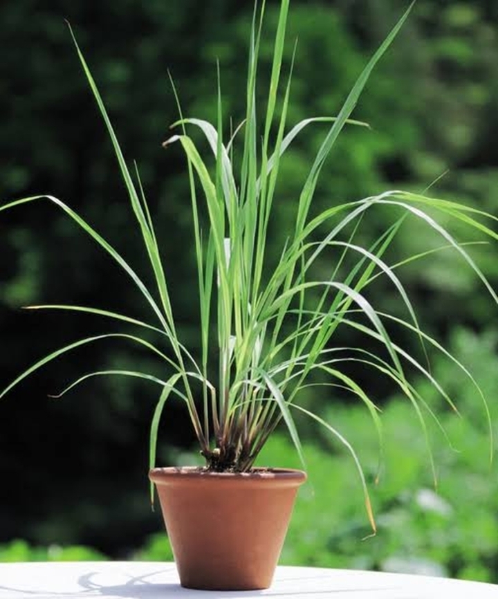 5 loại cây trồng trong nhà giúp đuổi muỗi hiệu quả