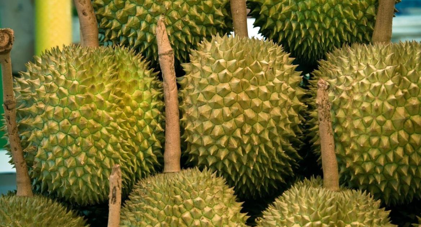 Hai quốc gia tỷ dân báo tin vui hiếm có đến sầu riêng Việt Nam