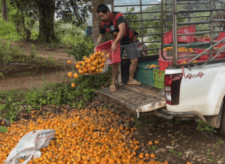 Không phải sầu riêng, Thái Lan bất ngờ gặp khó với loại quả Việt Nam trồng rất nhiều: Giá chỉ 4.000 đồng/kg, người dân để mặc thối rữa tại ruộng