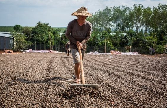 'Vàng treo trên cây' giúp Việt Nam xuất khẩu bỏ xa thế giới: Trung Quốc thừa nhận 'ăn đứt' hàng nội, thu về gần 3 tỷ USD từ đầu năm