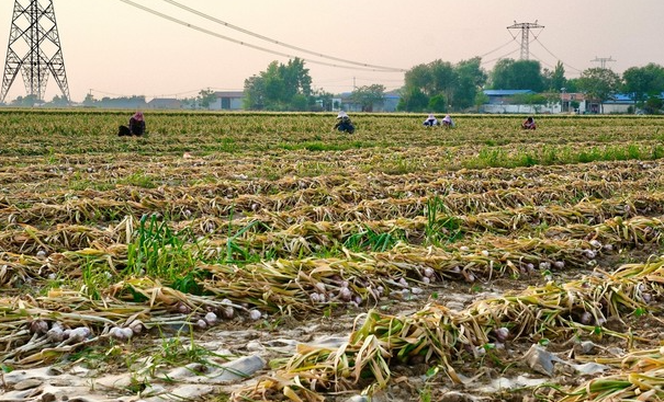 Trung Quốc vào vụ thu hoạch 1 mặt hàng Việt Nam trồng cực nhiều: Sản lượng sắp tăng 20%, giá ngày càng đắt đỏ