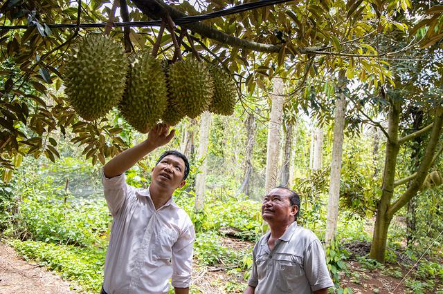 Sẽ có cuộc 'bùng nổ' lần thứ 2 của sầu riêng?