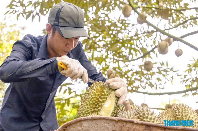 Sầu riêng Việt Nam mở thêm thị trường tỉ dân mới