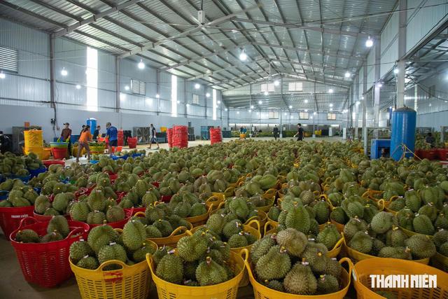 50 cơ sở được phép kiểm nghiệm chất cấm trên sầu riêng xuất khẩu Trung Quốc