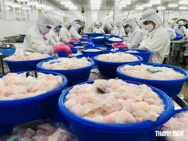 Cá tra Việt Nam tắc đường vào Mỹ?