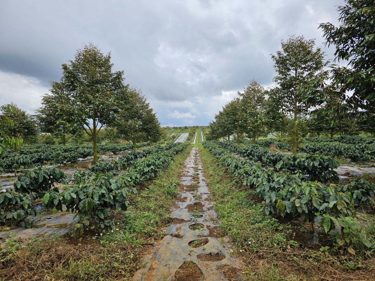 Bầu Đức trồng 20.000 ha cà phê trên cao nguyên cao 1.350 m, quanh năm mát mẻ, chuyên gia dự báo thu hoạch “khủng” 7,2 kg quả/cây