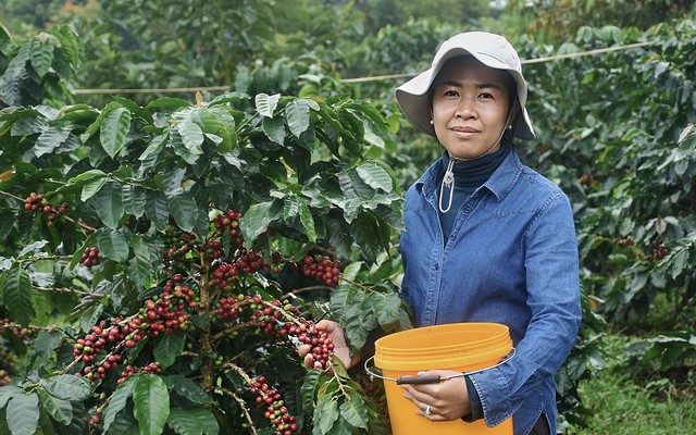 Campuchia có một “mỏ vàng” 200 triệu USD: Nhu cầu gấp 13 lần sản lượng, nhưng... El Nino lại ập đến - Ảnh 1