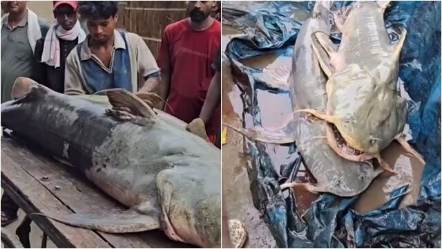 Phát hiện hàng loạt cá lạ sau lũ quét ở Nepal
