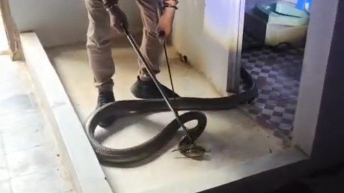 Thót tim cảnh rắn hổ mang chúa "khủng" hơn 3m vắt mình lên mái phòng tắm rình mồi, chủ nhà tá hoả gọi đội cứu hộ - Ảnh 1