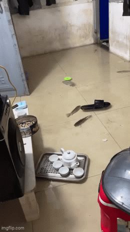 Vừa ngủ dậy, nam thanh niên bất ngờ thấy đàn cá bơi tung tăng giữa phòng trọ ở Hà Nội - Ảnh 1