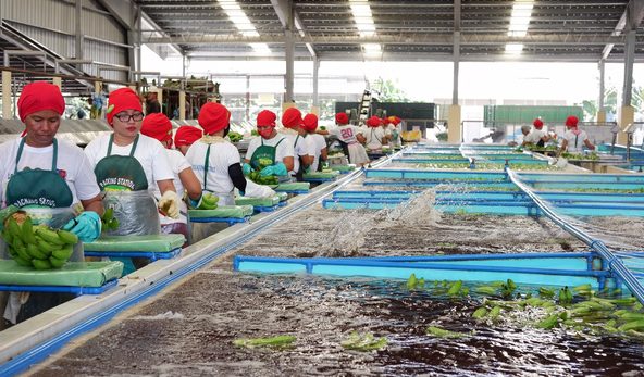 Sau sầu riêng, đến lượt một loại quả quen thuộc của Việt Nam đang lên cơn sốt: Sản xuất 2,3 triệu tấn nhưng không đủ để xuất khẩu, Trung Quốc thu mua toàn bộ - Ảnh 1