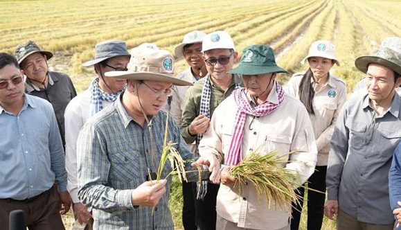 Một đối thủ của gạo Việt Nam, Thái Lan liên tiếp đón tin vui, đang sở hữu giống lúa nhận danh hiệu ngon nhất thế giới 7 lần liên tiếp