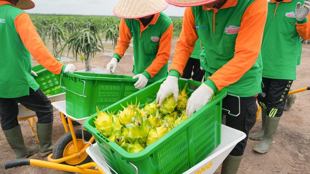 Không phải Thái Lan, một quốc gia Đông Nam Á quyết tâm cạnh tranh thanh long với Việt Nam: Tạo ra giống vỏ vàng khác biệt, nắm giữ lợi thế quan trọng