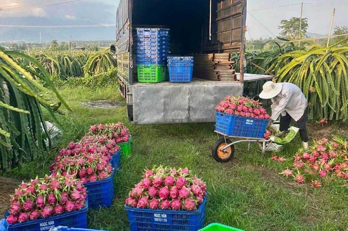 Giá thanh long 'lao dốc không phanh'