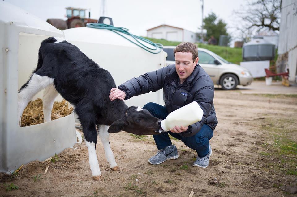 Trại bò của Mark Zuckerberg - Ảnh 1
