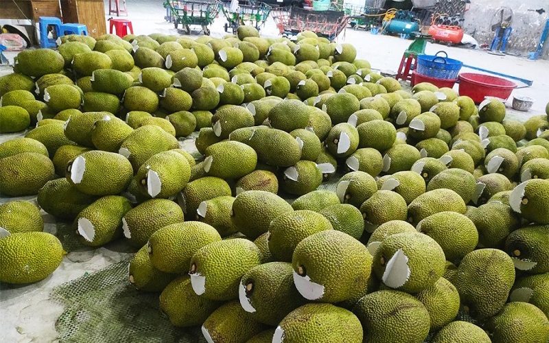 Sản vật triệu đô của Việt Nam khiến Trung Quốc phải thừa nhận ngon hơn của nhà trồng, giàu protein, được ví như 'cứu tinh của thế giới'