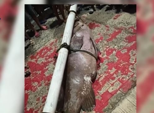 Ngư dân bắt được con cá mú khổng lồ nặng 130kg trên biển - Ảnh 1
