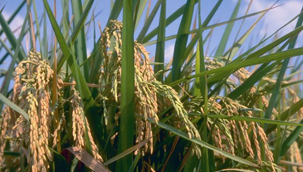 Không phải Philippines, một quốc gia vừa tăng nhập khẩu gạo gấp 3 lần chỉ trong 1 năm, người nông dân gặp áp lực lớn