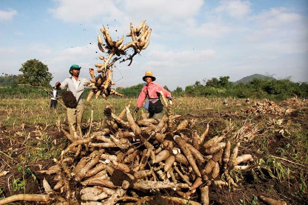 Campuchia hái ra tiền với loại 'vàng trắng' Việt Nam xuất khẩu top 3 thế giới: 8 tháng thu gần 500 triệu USD - Ảnh 1