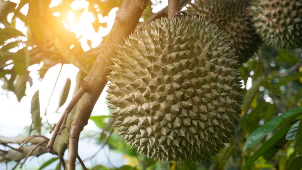 Loại sầu riêng đặc biệt đang được bán gần 1 triệu đồng/quả