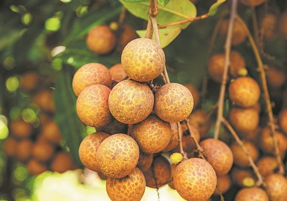 Trung Quốc vừa lập kỳ tích ngành rau quả: Tạo ra giống vải lai nhãn đầu tiên trên thế giới, chuẩn bị cho thu hoạch trong tháng 9