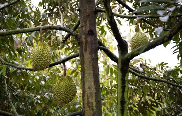 Trung Quốc tự trồng sầu riêng quyết tâm cạnh tranh với Thái Lan, Việt Nam, sản lượng ra sao? - Ảnh 1