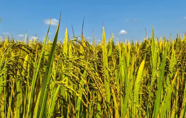 Sau Ấn Độ, thêm một quốc gia gặp sóng gió với gạo: 75% đơn hàng không thể vận chuyển, nguồn cung dư thừa - Ảnh 1