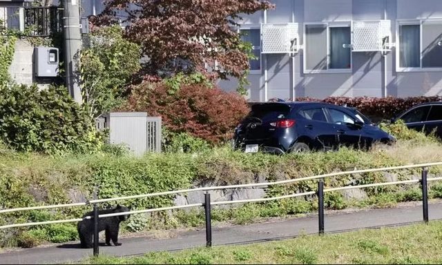 Vì sao chính quyền Tokyo sẽ cho săn 34 con gấu đen mỗi năm sau gần hai thập kỷ bảo vệ nghiêm ngặt?