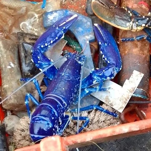 Hai cha con bắt được con tôm hùm có màu xanh cực hiếm