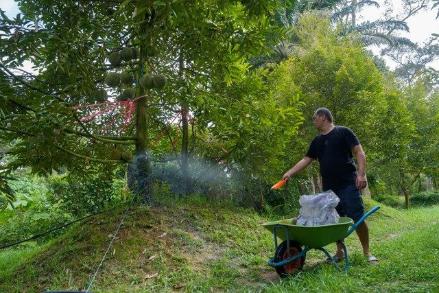 Loại quả dân Trung Quốc ăn vào “thấy như đón Tết”, ĐNÁ đua nhau trồng: Malaysia sợ lỗ, Việt Nam thì sao? - Ảnh 1