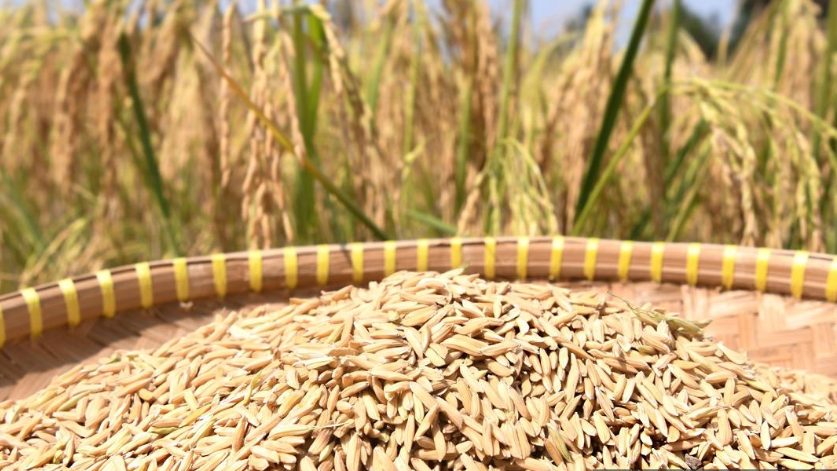 Không phải Thái Lan hay Ấn Độ, một quốc gia châu Á vừa tuyên bố cắt giảm 50% hạn ngạch xuất khẩu gạo