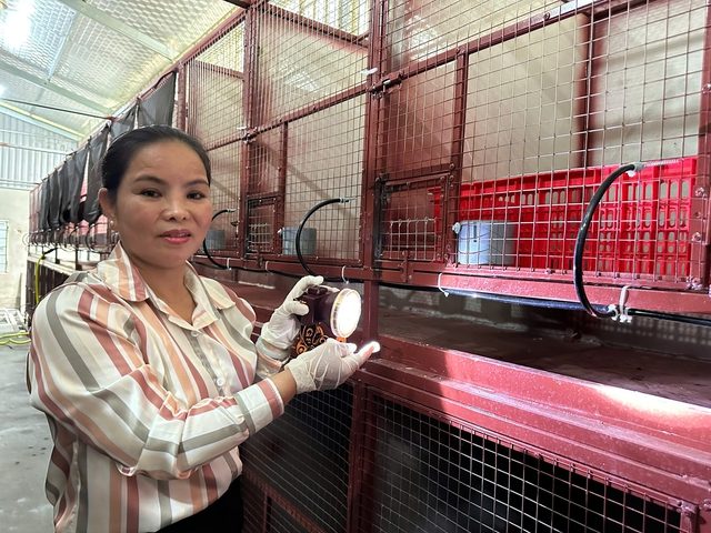 Kiếm tiền tỉ nhờ thức đêm 'se duyên' cho chồn hương