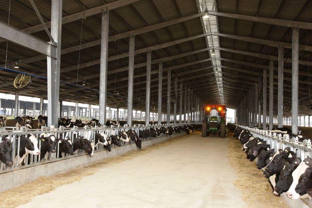 Bò sữa TH: Tối ưu dinh dưỡng cũng góp phần giảm phát thải khí nhà kính - Ảnh 1