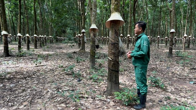 Từ người lính đến người giữ nghề cao su trên đất bạn - Ảnh 1
