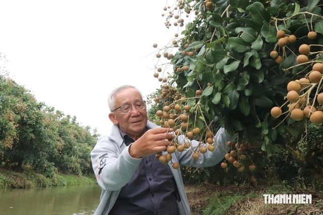 Bất ngờ vườn thanh nhãn tiêu chuẩn GlobalGAP và VietGAP của cán bộ hưu trí miền Tây