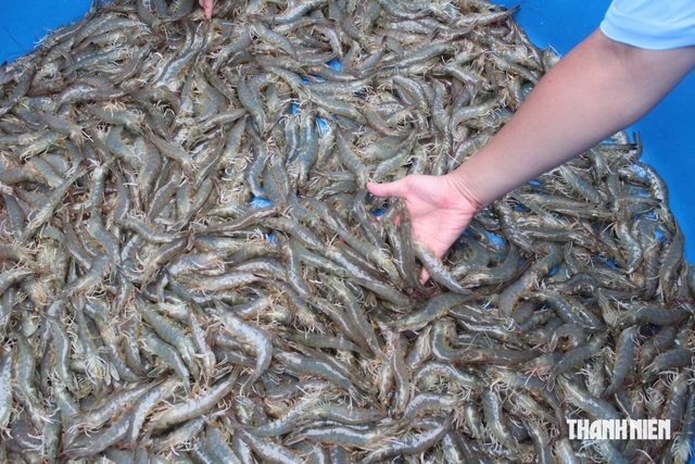 Vốn Hà Lan cho tôm miền Tây, tiền không thiếu nhưng cần 'chìa khóa'