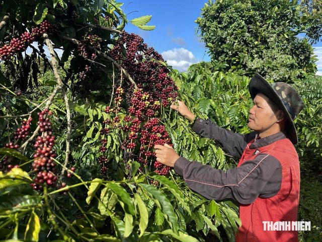 Cà phê Việt trước ‘luật chơi’ xanh của thế giới