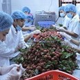 Quý I năm 2018: GDP nông nghiệp tăng 4,05% - mức tăng cao nhất trong 13 năm qua