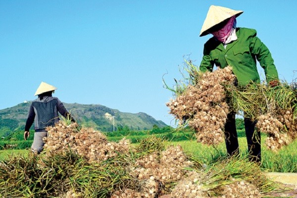 Tỏi Lý Sơn